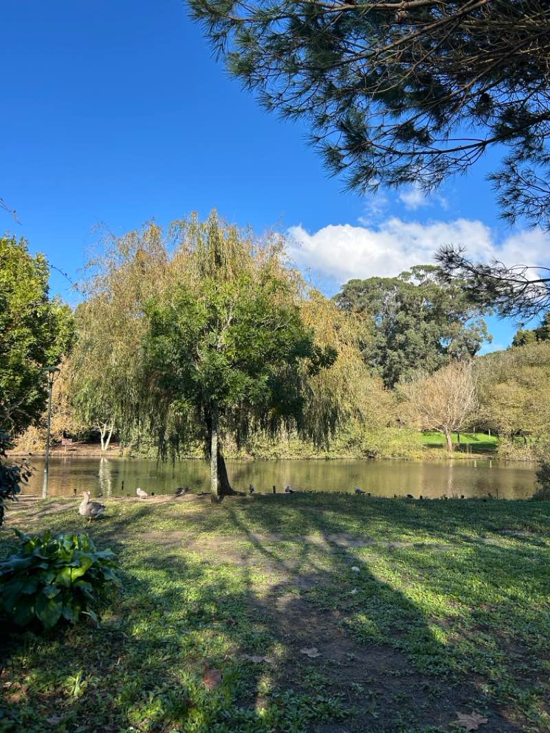 walking near me in Parque da Cidade in autumn