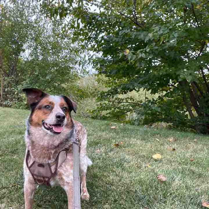 Oak Trace Nancy post image