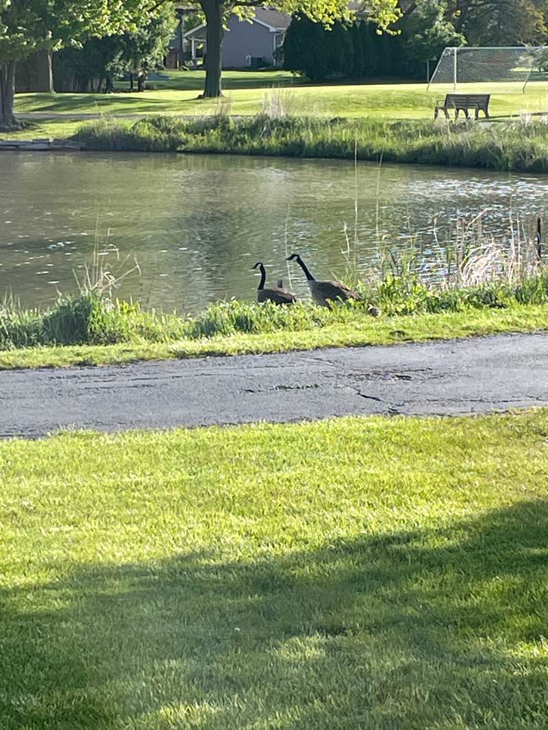 walking near me in Diane Main Park in spring
