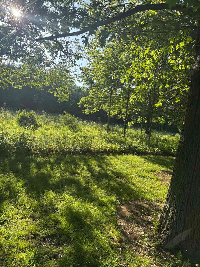 walking near me in Clinton Lake Forest Preserve in summer