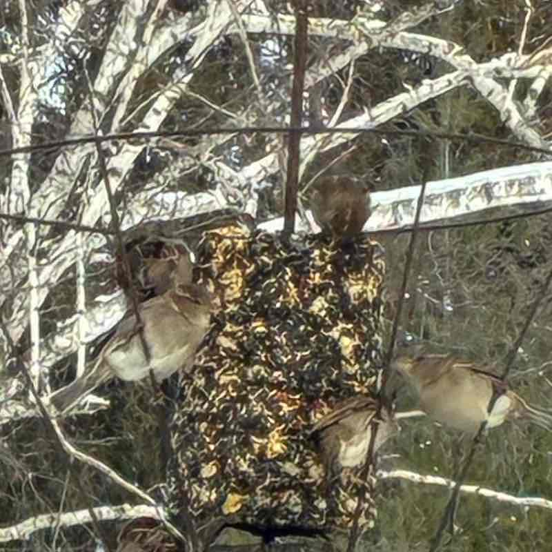 🦜BIRDWATCHERS🦜 lAnthon post image