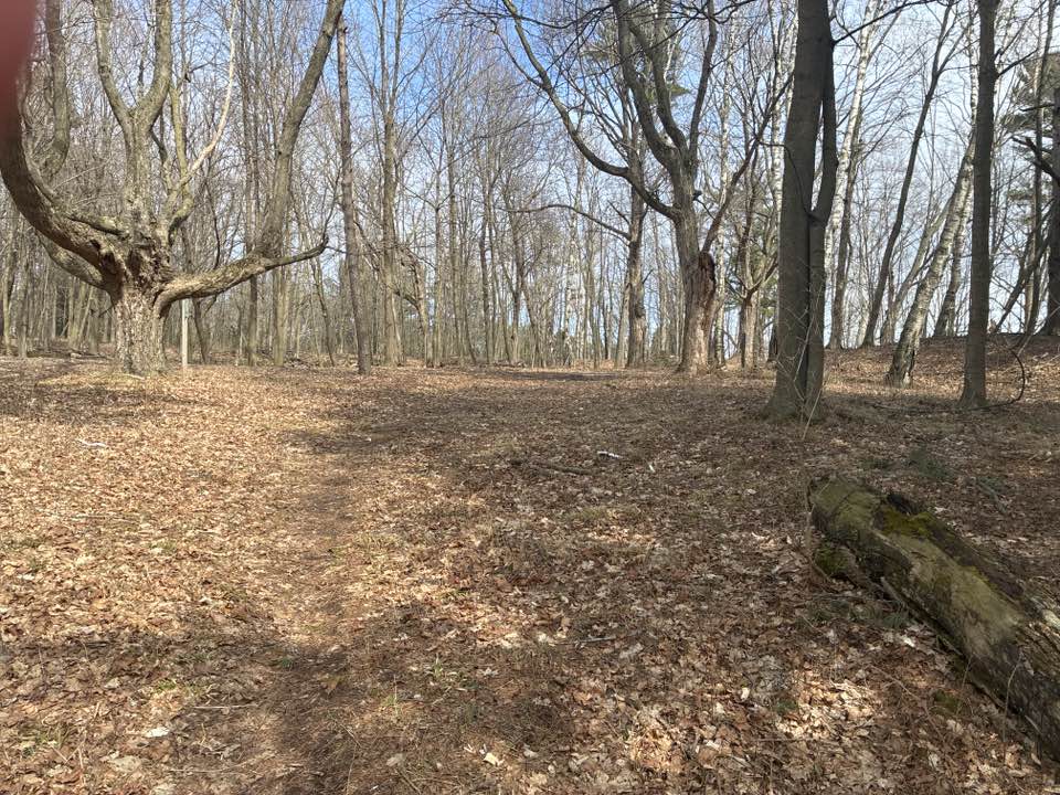 walking near me in Picnic Hill Park in spring