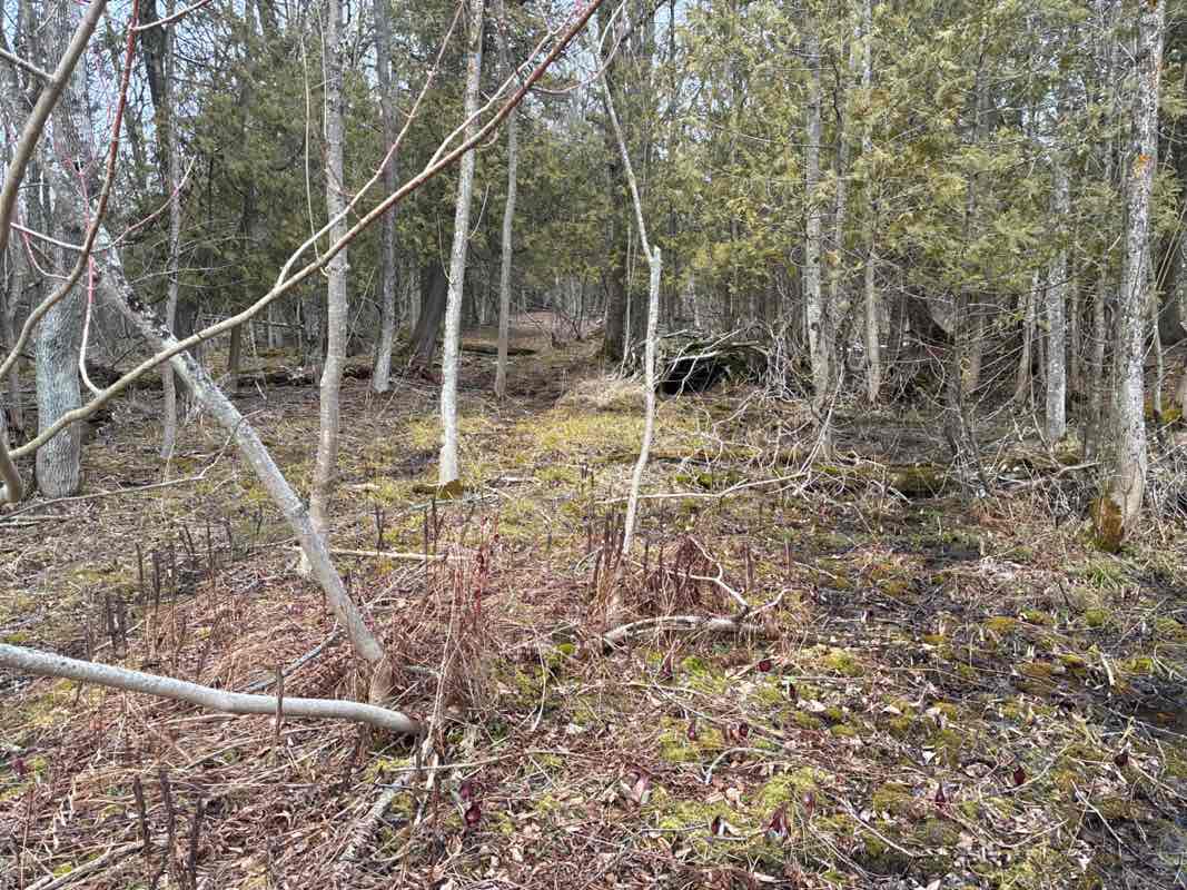 walking near me in Point Beach State Forest in spring
