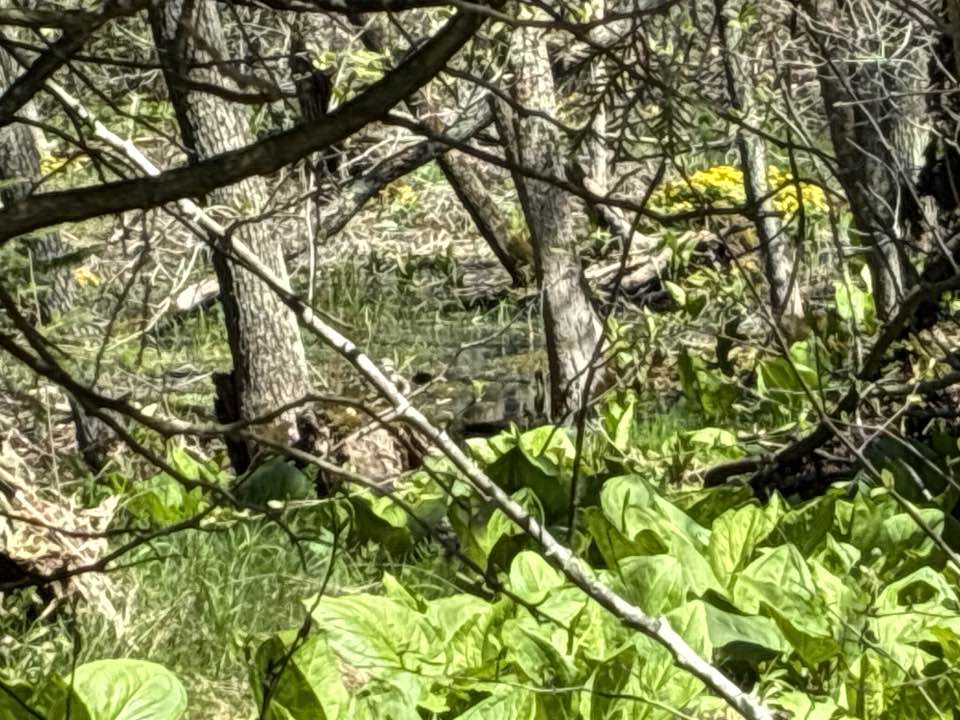 walking near me in Point Beach State Forest in spring