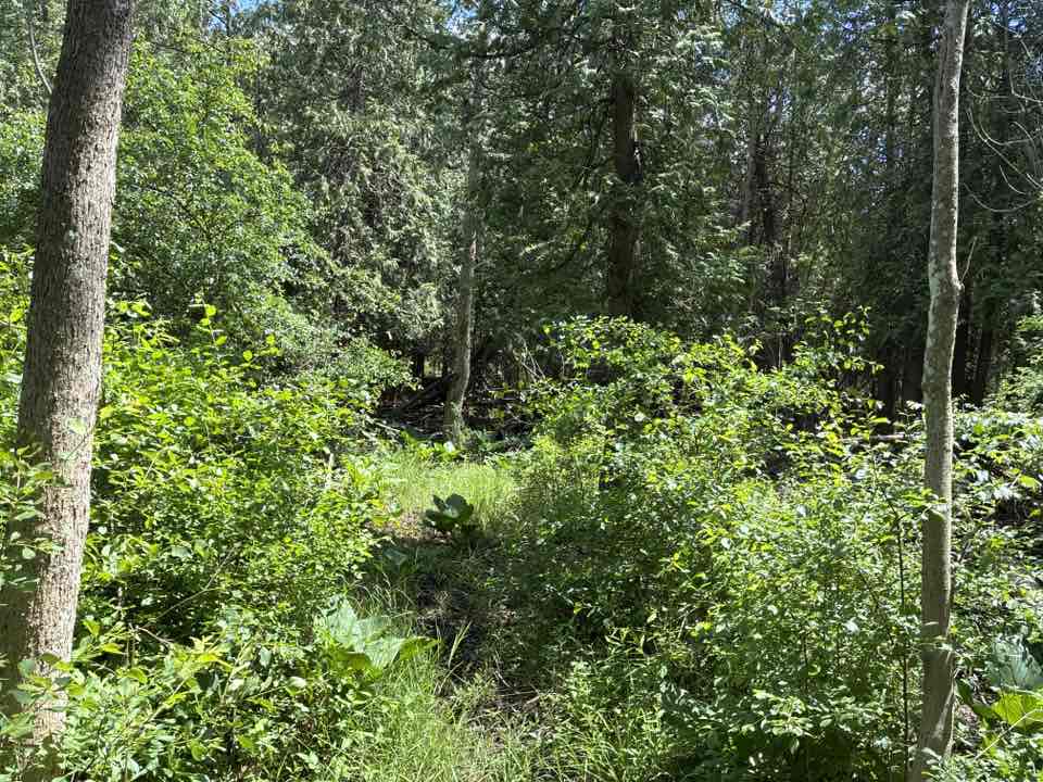 walking near me in Zander Park in summer