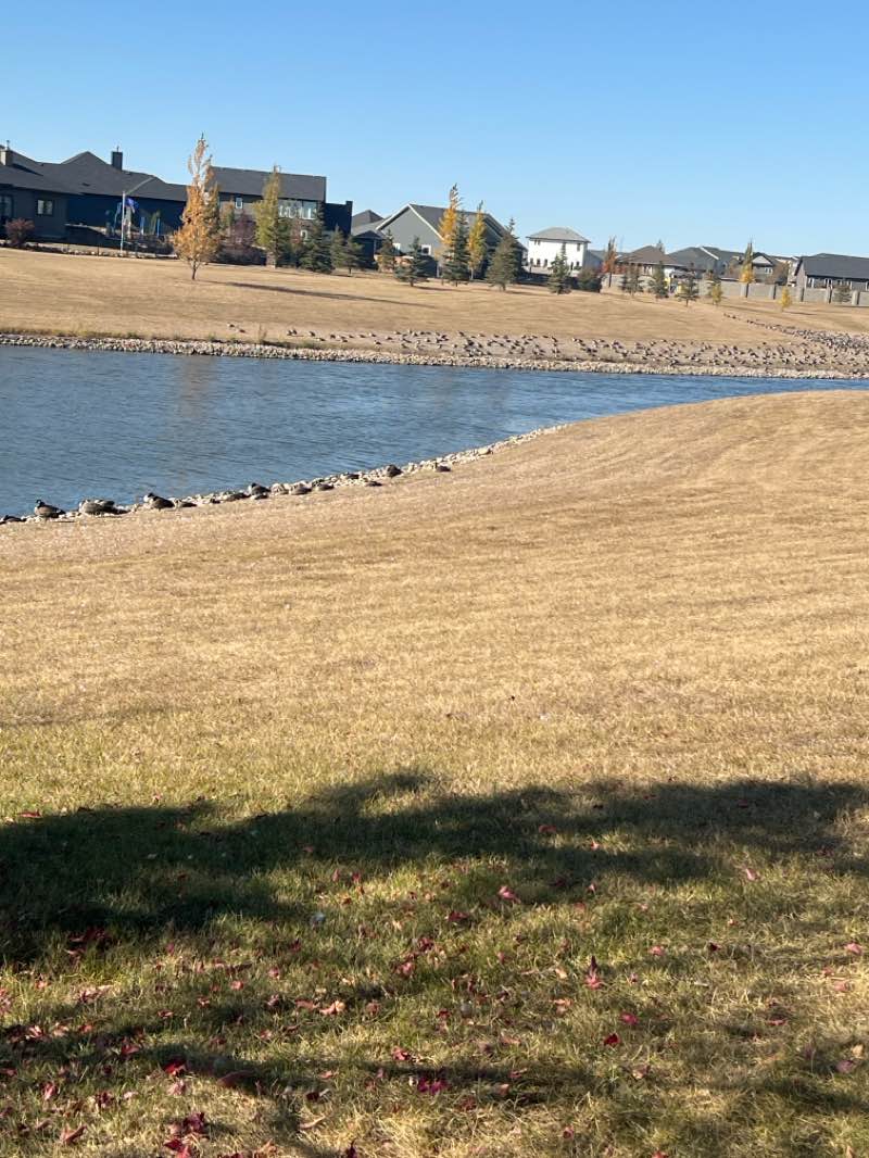 walking near me in Bud Miller All Seasons Park in autumn