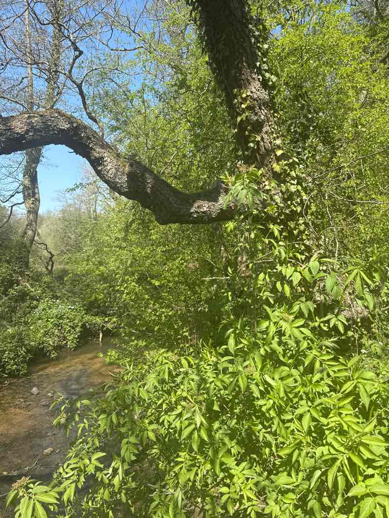walking near me in Hetchell Wood in spring