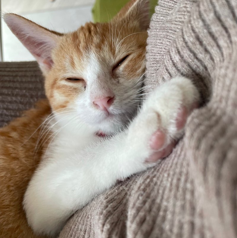 浅原百恵 profile