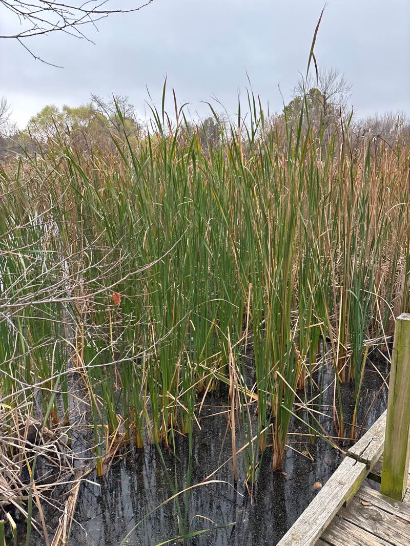 walking near me in William Morgan Park in autumn