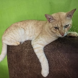 You genie - G2 profile