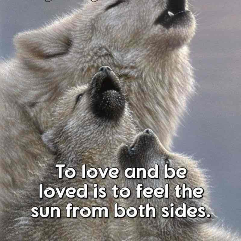 Valley of the Wolves ✨Praetor✨ post image