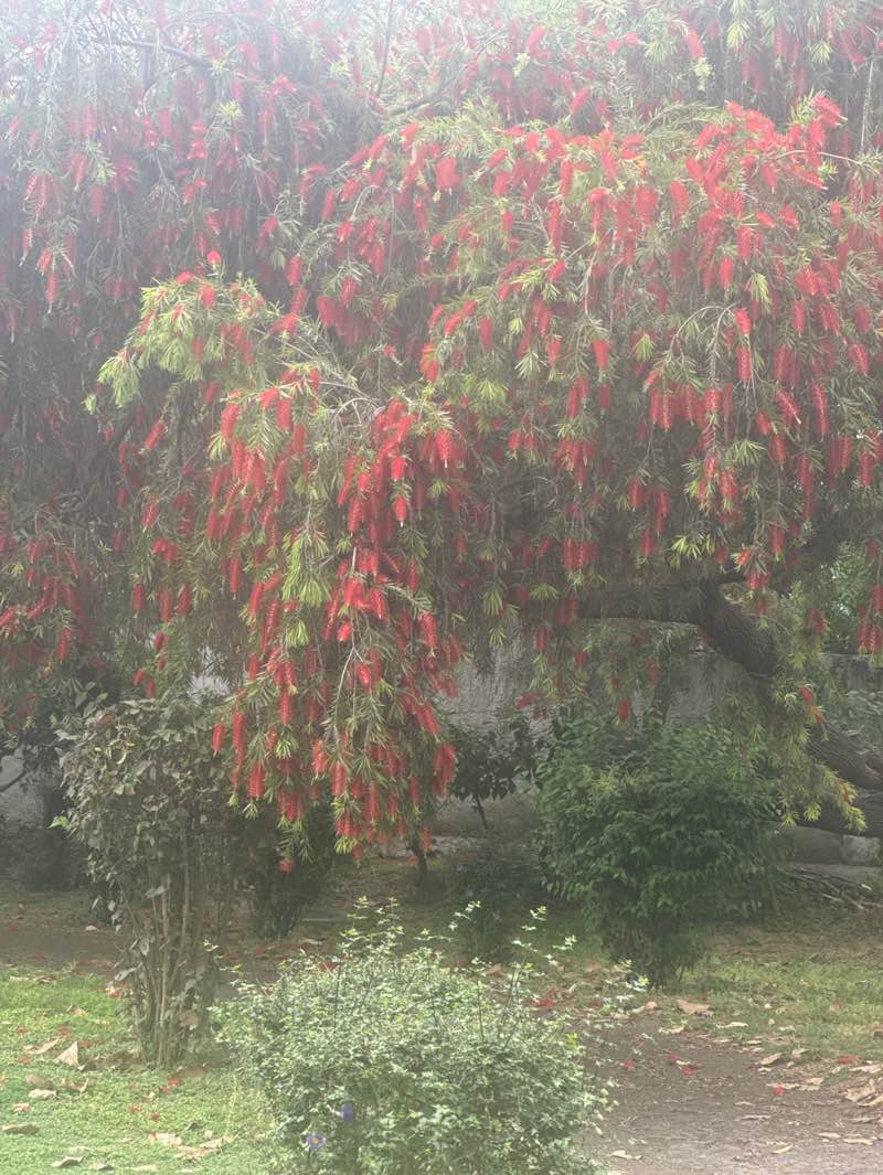 walking near me in Silvi Park Back side in spring