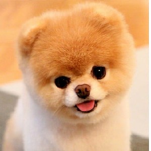 G1- Puppy Love icon
