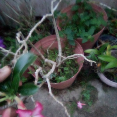 Mayores de 50 años Wilfredo quiles post image