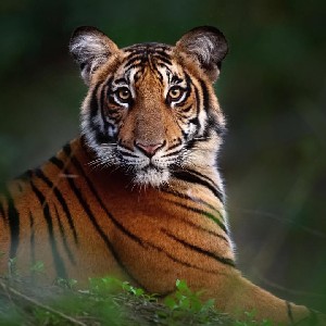 Ganesh Jai Veeraiah profile