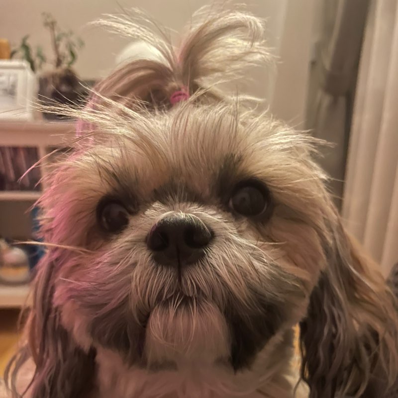 Paloma profile