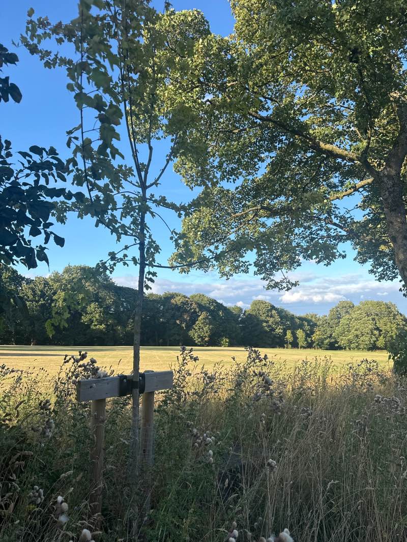 walking near me in Shelf Hall Park in summer