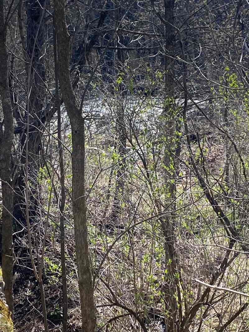 walking near me in Rib Falls County Park in spring