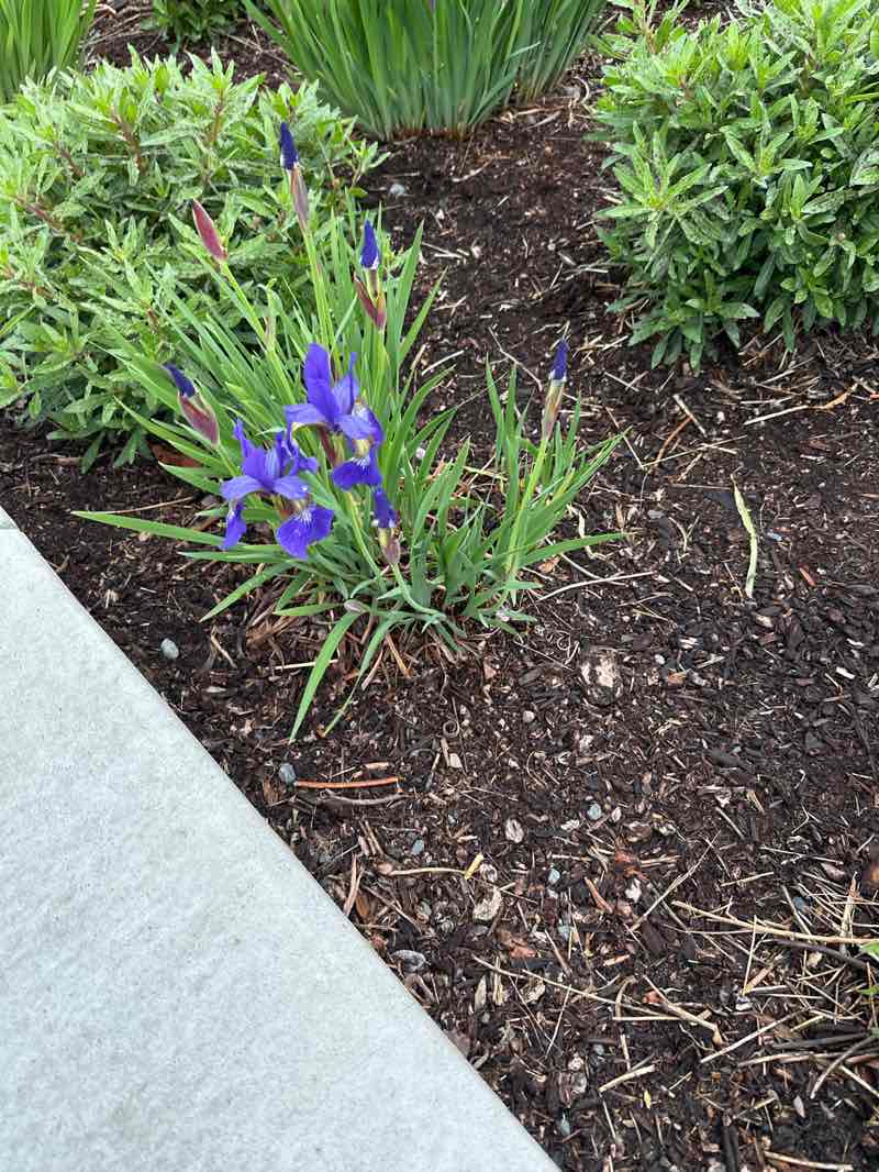 walking near me in Civic Center Field in spring