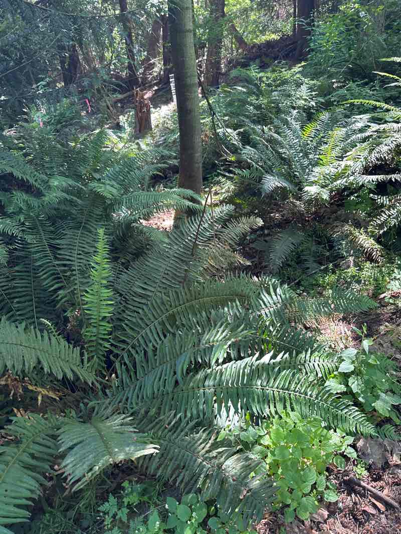 walking near me in Southwest County Olympic View Park in summer