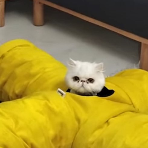 🌸🐱cat walker🐱🌸 post 2