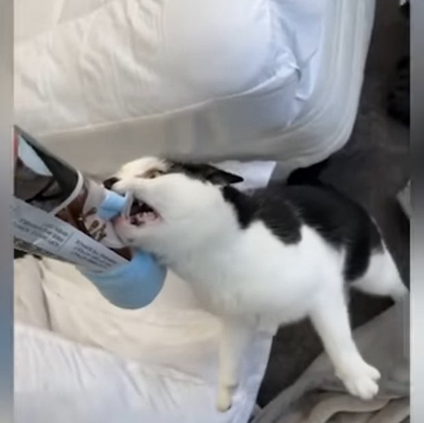 🌸🐱cat walker🐱🌸 post 3