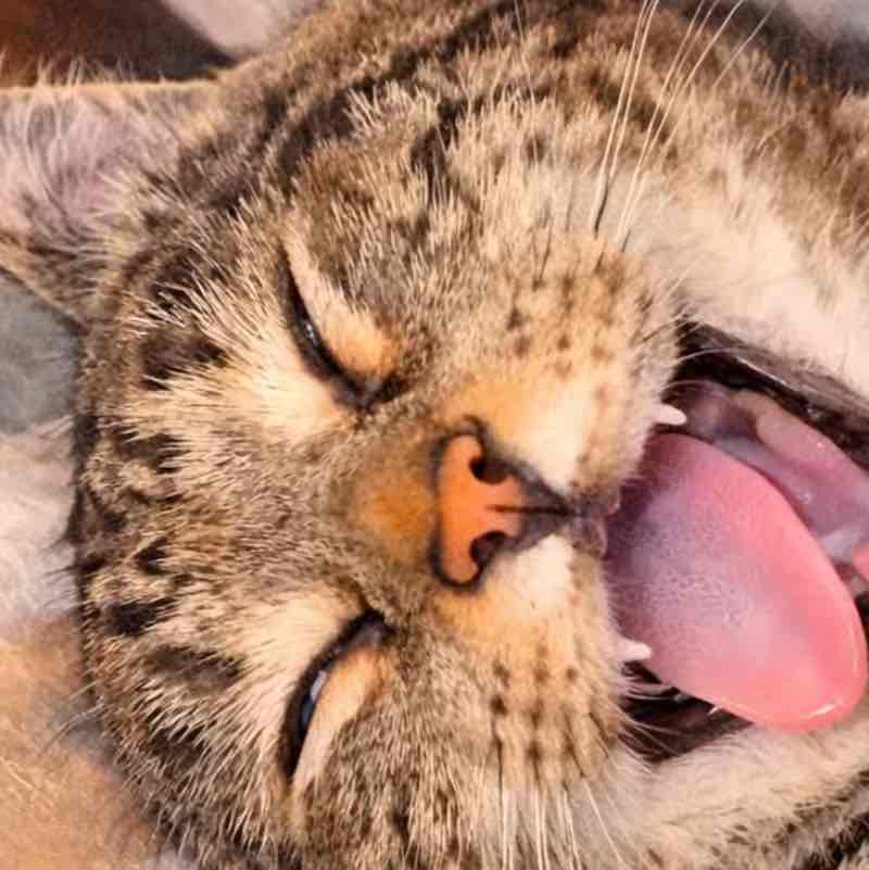 🌸🐱cat walker🐱🌸 post 3