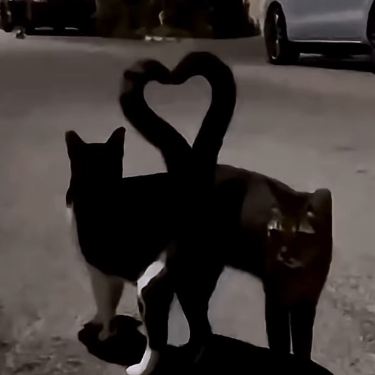 🌸🐱cat walker🐱🌸 post 2
