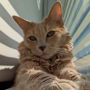 Arian Saeedfar profile