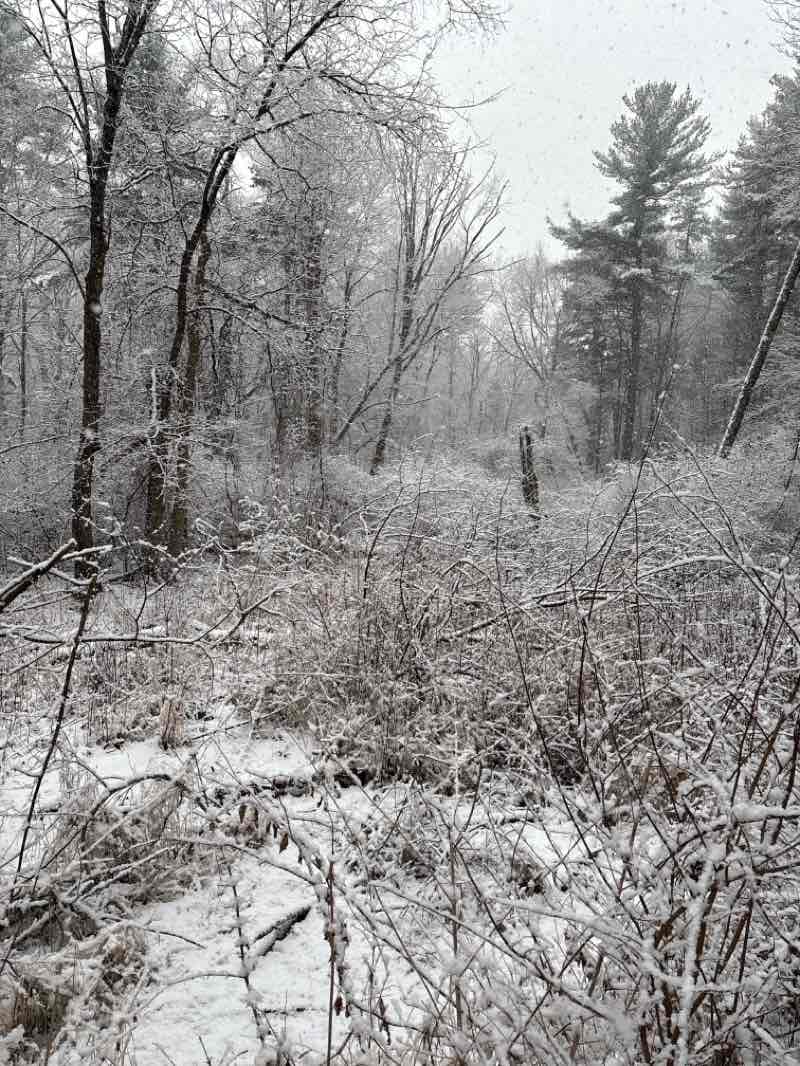 walking near me in Nashoba Brook Conservation Land in winter