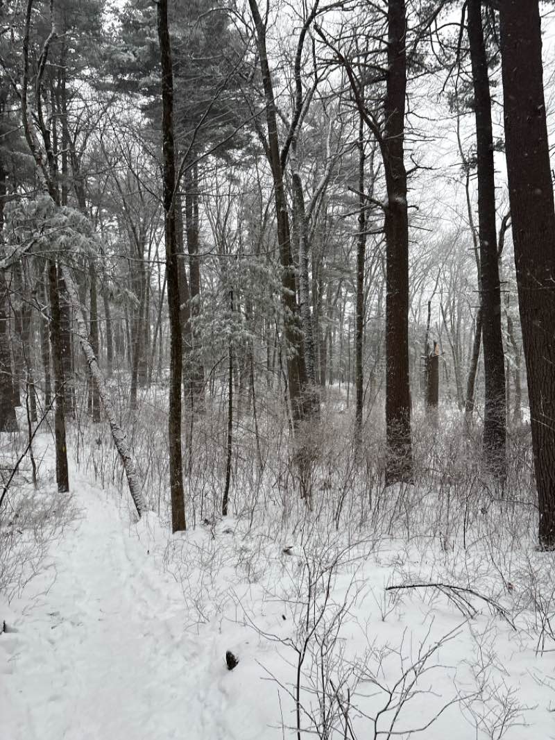 walking near me in Heath Hen Meadow Conservation Land in winter