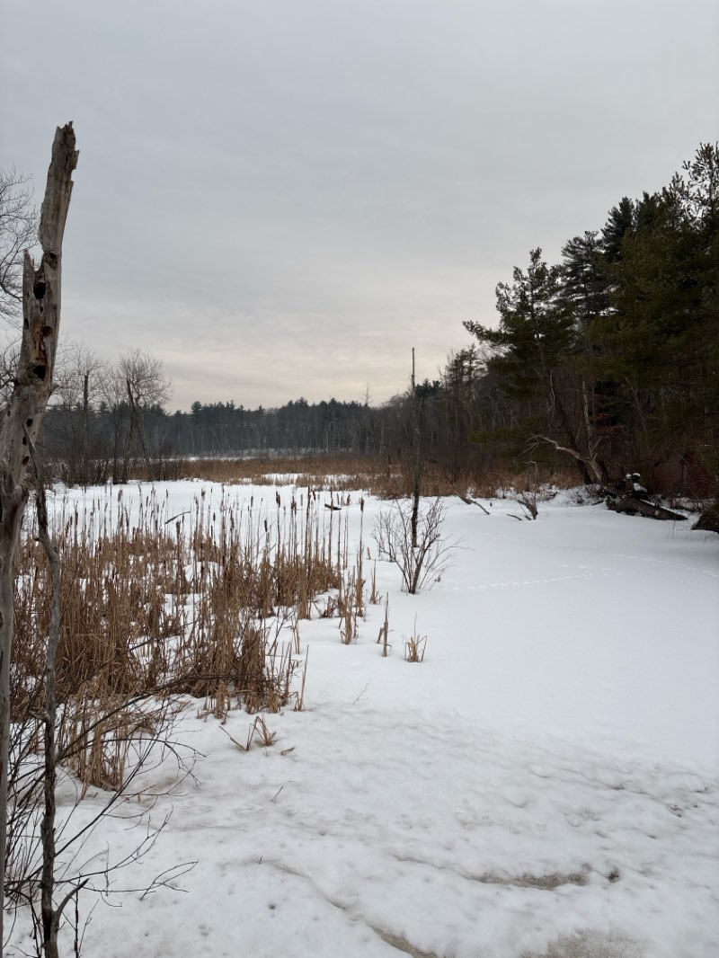 walking near me in Monsen Conservation Land in winter