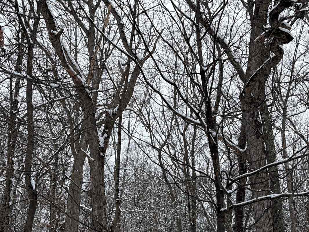 walking near me in Maybury Lot in winter