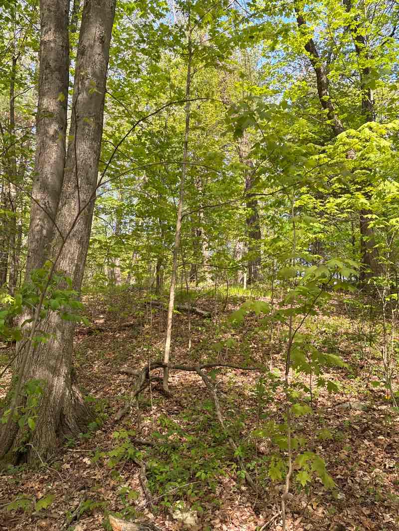 walking near me in Acton Arboretum in spring