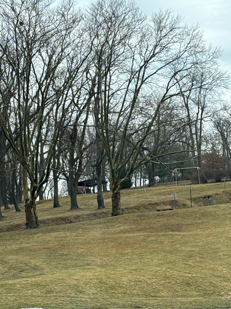 walking near me in Dormont Park in spring
