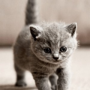 DAVID SÁNCHEZ SÁNCHEZ profile