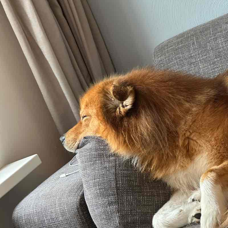 Cuccibu wandelchallenge ๐ช๐ผ Joep post image