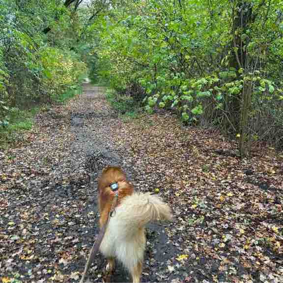 Cuccibu wandelchallenge ๐ช๐ผ Joep post image