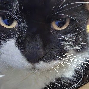 Angelo Mar Mallari icon