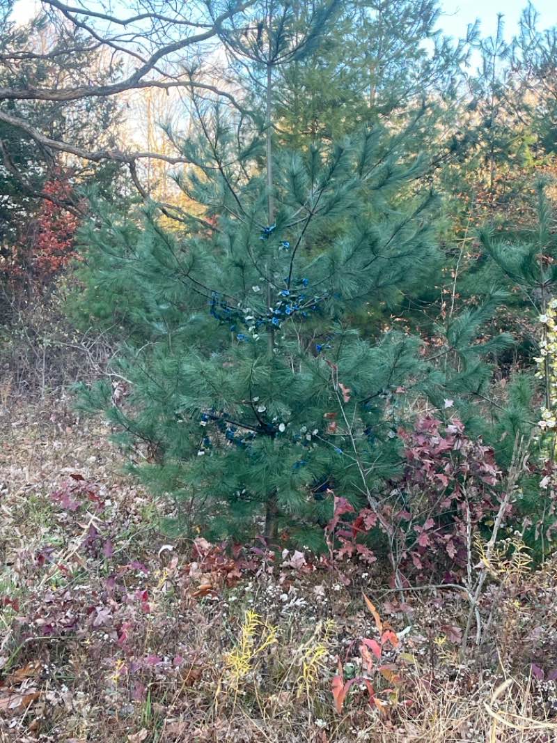 walking near me in James Park in autumn