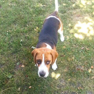 Aktywnie z psem Władysław Działowski post image