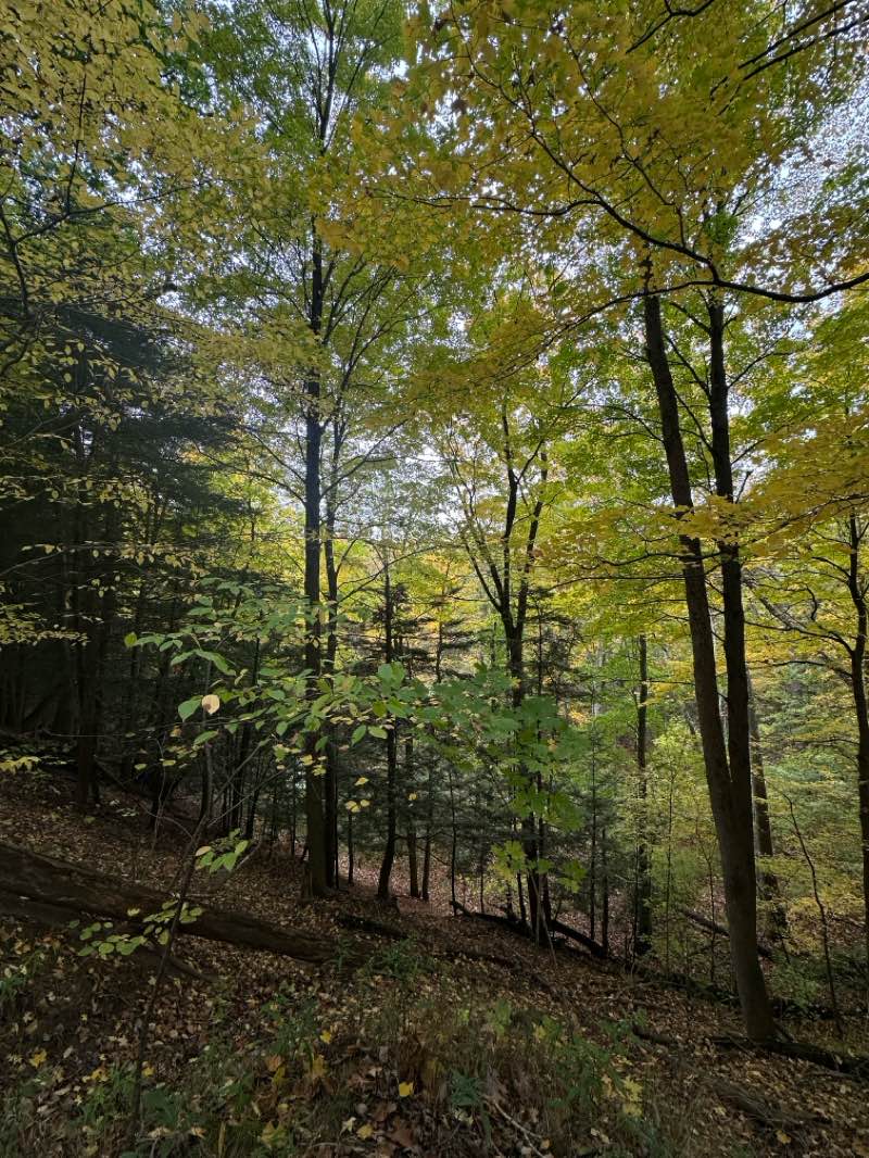 walking near me in Aman Park in autumn