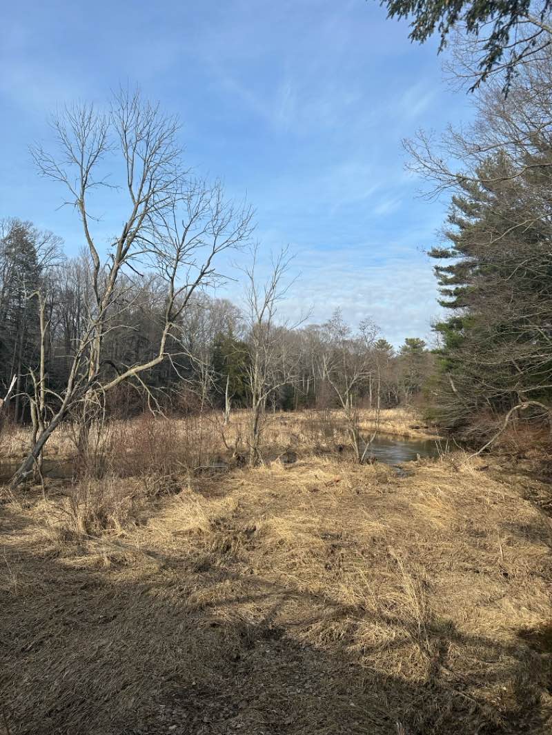walking near me in Hemlock Crossing in spring
