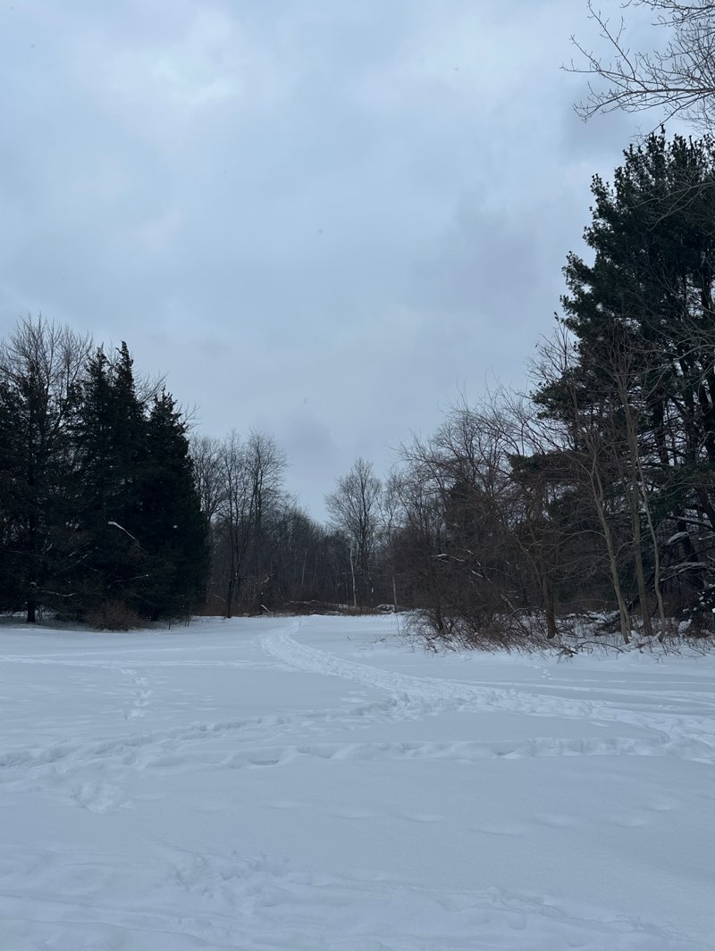 walking near me in Black Lake Park in winter