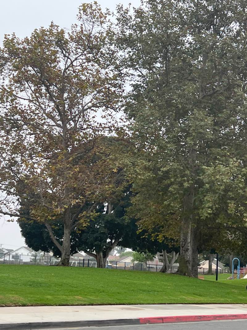 walking near me in Marine View Park in autumn
