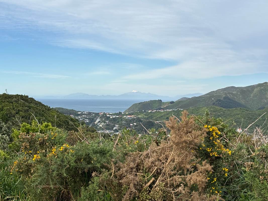 walking near me in Mt Albert Park in spring