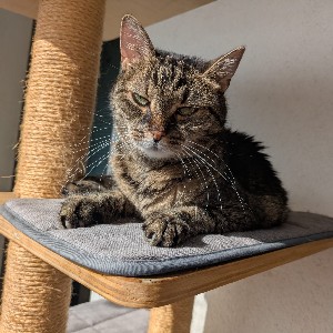 Bernhard Grössl icon