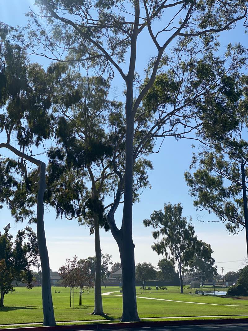 walking near me in Carr Park in autumn