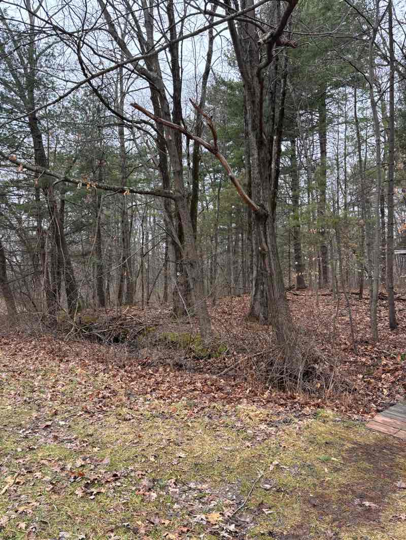 walking near me in Swift Wetland in spring