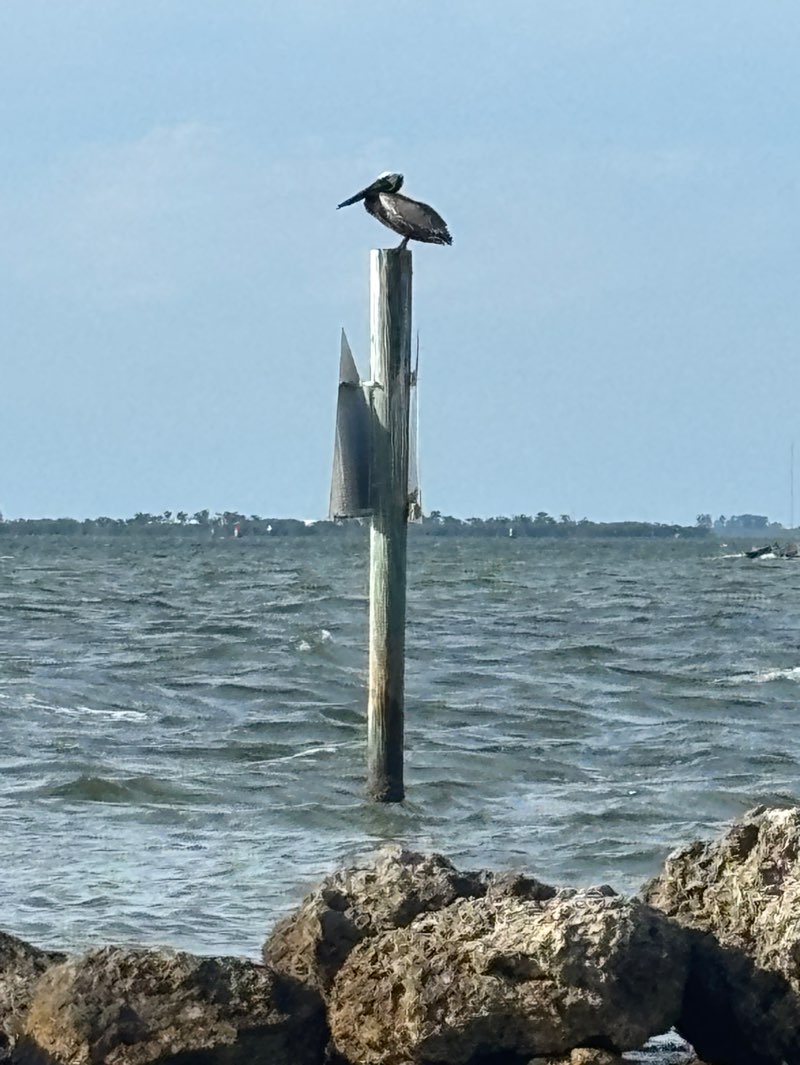 walking near me in Apollo Beach Nature Park in spring